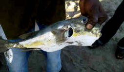 Alerta por peces globo y león en Honduras