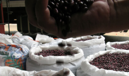 País tiene suficiente reserva de granos