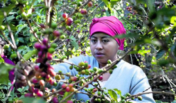 Intentan atenuar impacto social de la roya del café