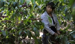 McDonald’s invertirá en café de Guatemala