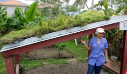 Techos verdes echan raíces en la construcción moderna