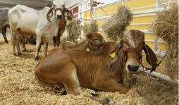 Recuperar el hato ganadero nacional tardará cinco años