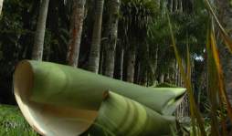 Las frutas prohibidas de Lancetilla