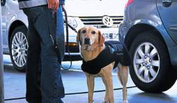 Entrenan perros para buscar dólares