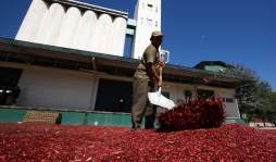 Auditoría saca a luz 'Frijolazo” en el Ihma