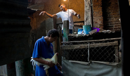 Peleas de gallos, tradición que apasiona a los nicaragüenses