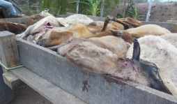 Culpan al 'chupacabras” por muerte de 42 ovejas en Comayagua