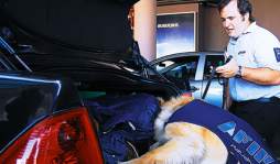 Entrenan perros para buscar dólares