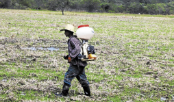 Jesús de Otoro, el mayor productor de arroz del país