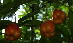 Las frutas prohibidas de Lancetilla