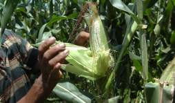 Incentivan la siembra de maíz amarillo