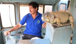 Maneja con su garrobo tren que viaja a terminal de San Pedro Sula