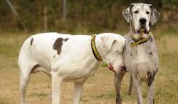 Perro cuida a su amiga, una gran danés ciega