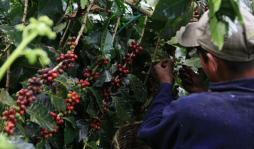 Ingresos por café caerían en $400 millones