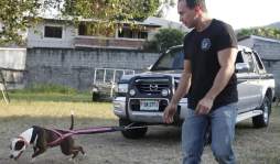 Pareja de sampedranos amansa a los mas feroces pitbulls