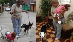 Caninos cambiaron patas por ruedas al quedar inválidos