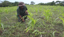 Fijan precio de compra del maíz en L325