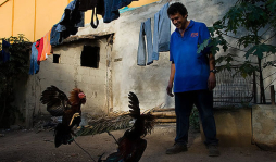 Peleas de gallos, tradición que apasiona a los nicaragüenses