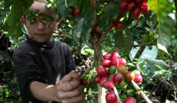 Renovar cafetales tardará tres años