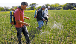 Agro mejora resultados por control de plagas