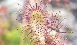 Asista bajo su propio riesgo