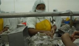 Resurge conflicto por control de seis camaroneras