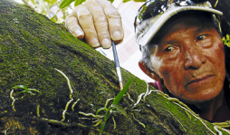 Conozca a don Jorge Rivera, el rey de las orquídeas en Honduras