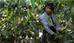 Costa Rica destinará $40 millones a la roya