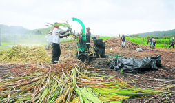 Producción de azúcar será mayor