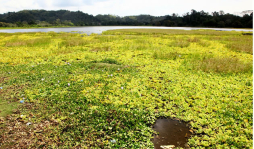 Parque Currusté y Jucutuma están condenados al abandono