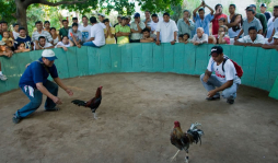 Peleas de gallos, tradición que apasiona a los nicaragüenses
