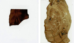 Hallan fósiles 'perdidos' de Charles Darwin en armario