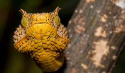 Presentan nueva especie de víbora cornuda