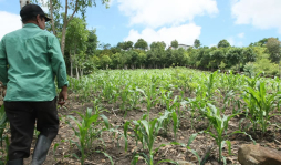 Agricultura y ganadería predominan en Copán