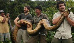 Capturan a impresionante anaconda de 100 kilos