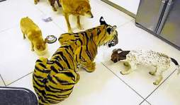 Mundo Insólito: Un tigre es el rey de la casa