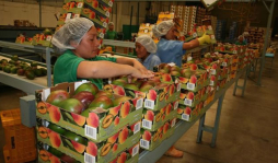 Costa Rica con exportación récord de $16.8 millones