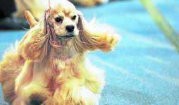 Amor por la raza pura en un show canino