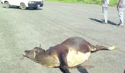 Avión se accidenta al impactar contra vaca