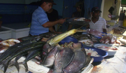Pez león afecta la pesca en Tela