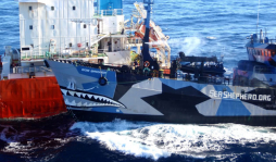 Continúa la caza de ballenas