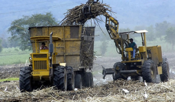 Productores de Santa Rita, Yoro, fabricarán bioetanol de la caña