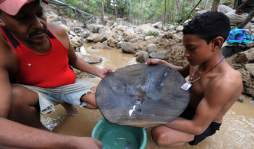 Sobreviven de los residuos del oro