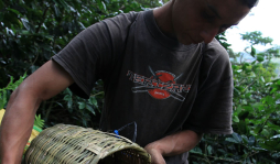 Exportación de café cayó 3.3%