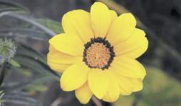 Cultivan el Edén en el patio de su hogar