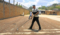 Exportadores de café denuncian preferencias