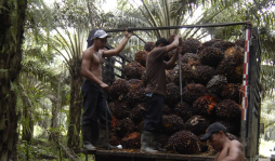 Palmeros prevén seguir creciendo