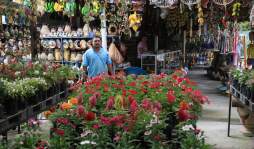 Denuncian 400 muertes de indígenas por pesca de langosta en Honduras