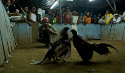 Peleas de gallos, tradición que apasiona a los nicaragüenses