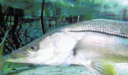 Cultivo de robalo generará L 475 millones